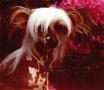 Moonswift Rainbow Warrior Chinese Crested