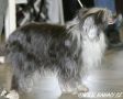 Conie Mesicni Jas Chinese Crested