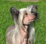 Noon's Second To None At L Chinese Crested
