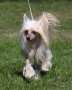 Heaven Sent's Ride Like The Wind At Famous Chinese Crested
