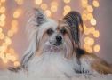 Ksolo Club Naturel Chinese Crested