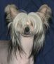 Roc N Win Lucy in the Sky Chinese Crested
