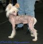 Young King Show Chinese Crested
