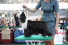 Incanto Del Mondo Fairy Trophy Chinese Crested