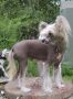 Monti Rey Cleo Chinese Crested