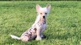 Ksolo Club Dove Chiftain Chinese Crested