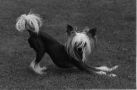 Tournais Understatement Of The Year Chinese Crested