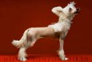 Dare to be fighter Chinese Crested