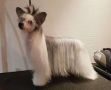 Stormbl�stens Heart Of Fire Chinese Crested