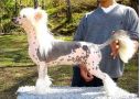 Lionheart Knock You Out Chinese Crested