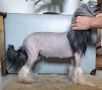 ChinoPata's Miss Misbehave Chinese Crested
