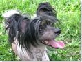 Woodcrest Bronson Moravian Canis  Chinese Crested
