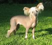 Yodanites Cecilia Chinese Crested