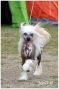 Tailswing's Always On My Mind Chinese Crested
