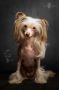 Crazy Cresteds Freaka Panoh Chinese Crested