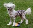 Belshaw's Body Talk Chinese Crested
