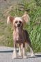 Triss Rosa Thea FCI Chinese Crested
