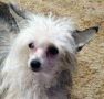 Jonbrecy's Sweet Sangria Chinese Crested