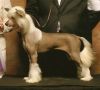 Storytime's Rocky Road for Gingery Chinese Crested