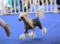 Laster Little Champs Chinese Crested