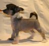 Happy Dancing Diamond Dream Chinese Crested
