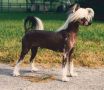 Silver Bluff Son Of Duke Chinese Crested