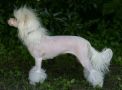 Swifthaven Little Bit Of That Chinese Crested