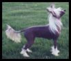 Saltillo Fancy That At Jokima Chinese Crested
