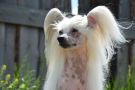 Alfa Laval In Style To Be The Bomb Chinese Crested