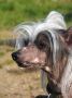 Strong Style Pan Pony Chinese Crested