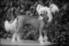 Oriental Jokes Blossom of Christmas Chinese Crested