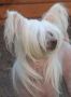 Dyrdal's Baby Boom Chinese Crested