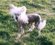 St.Erme Silva Chinese Crested