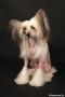 Yaquinas Breath Easy At Nazarad Chinese Crested