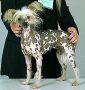 Tu'Yu A Beauty Of The Knight Chinese Crested