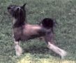 Tapscott's Pepe Le Peu Chinese Crested