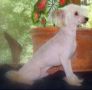 Billy Bailey Chinese Crested