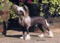 Habiba Causing A Commotion Chinese Crested