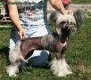 lunnaya Sonata Collection of Russia Chinese Crested