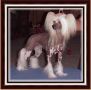 Fancy Accessories N'Co DOM Chinese Crested