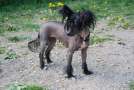 Happy Dancing Dynasty Daisy Chinese Crested