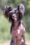 Just Can't Get Enough von Shinbashi Chinese Crested