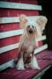 Shina Gold Golden Legend Chinese Crested