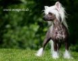 The Best of Best at N'Co Chinese Crested