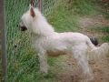 Greer's Mistic Snow Cat Chinese Crested