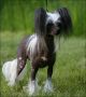 Sea Fire's Amazing Grace Chinese Crested
