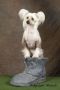 Wisteria Lane de GabriTho Chinese Crested