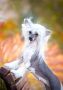Gale Lolaks Chinese Crested