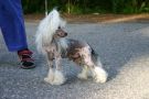 Zhannel's Peter Pan Chinese Crested