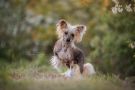 Crested Vixen's Alice in Wonderland Chinese Crested